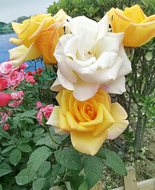 月季花开