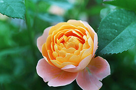 月季花开