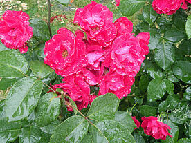 月季花开