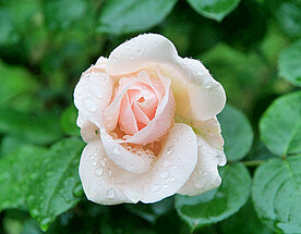 月季花开