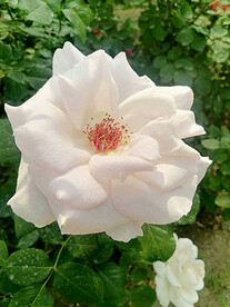 月季花开