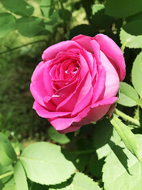 月季花开