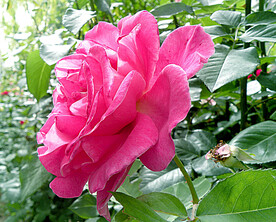 月季花开