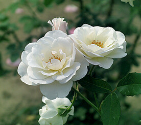 月季花开