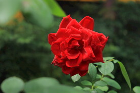 红色玫瑰花