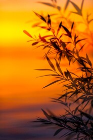 树叶素材