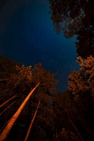 树林上空的星空