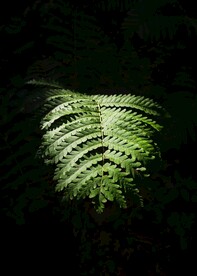 阙类植物叶子