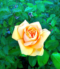 月季花开