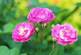 月季花开