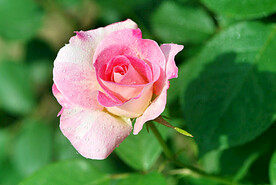 月季花开