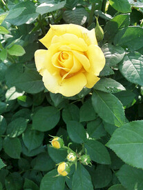 月季花开