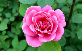 月季花开