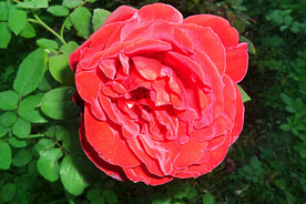 月季花开
