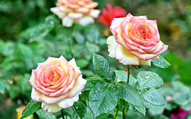 月季花开