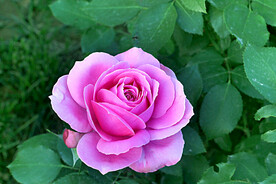 月季花开