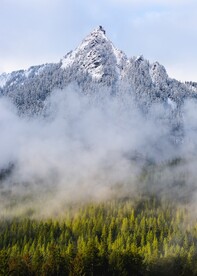 绿树林和雪山