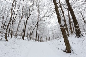 树林雪景