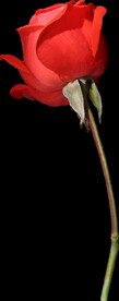 红色玫瑰花