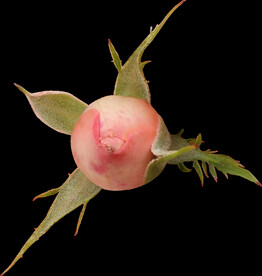 粉色玫瑰花