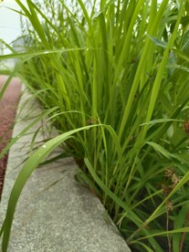 绿色小草