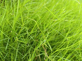 绿色草地