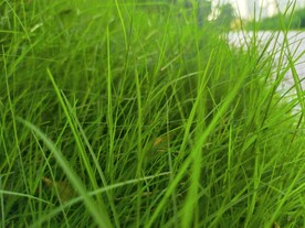 绿色小草