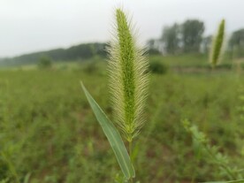 狗尾巴草