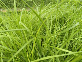绿色小草