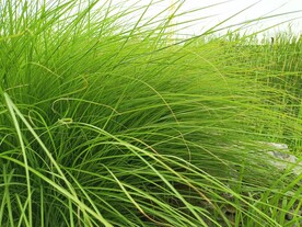 绿色植物 