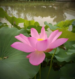 荷