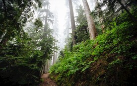山林小路