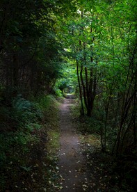 林间小路