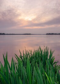 湖边草丛风景