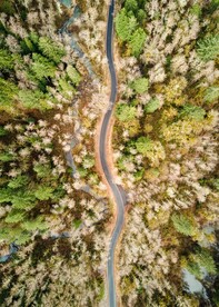 航拍树林和道路