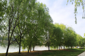 杨柳