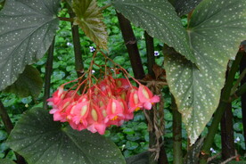温室花草