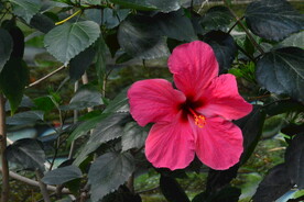 朱槿花 
