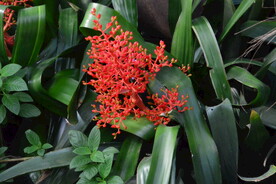 温室花草