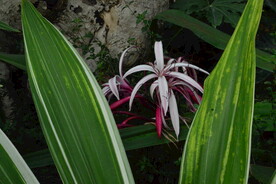 红花文殊兰