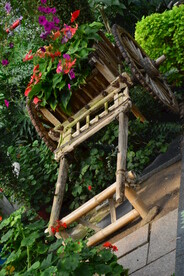 温室花草风景 