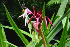 红花文殊兰 