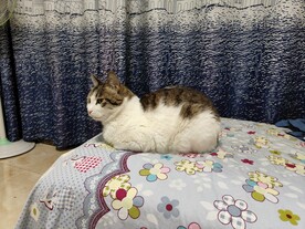 猫咪端手手
