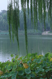 公园风景