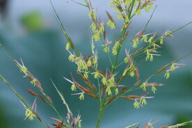草菰花穗 