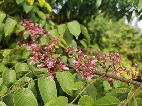 杨桃花