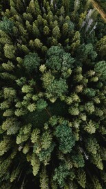 航拍树林素材