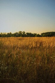 田野草丛风景