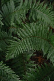 阙类植物叶子