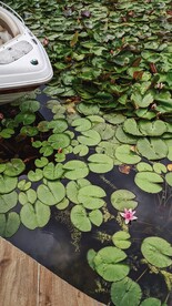 莲花池